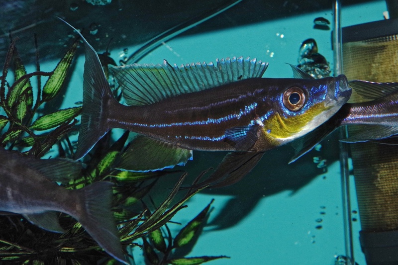 Benthochromis horii 'Kala Island'